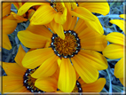 foto Fiori